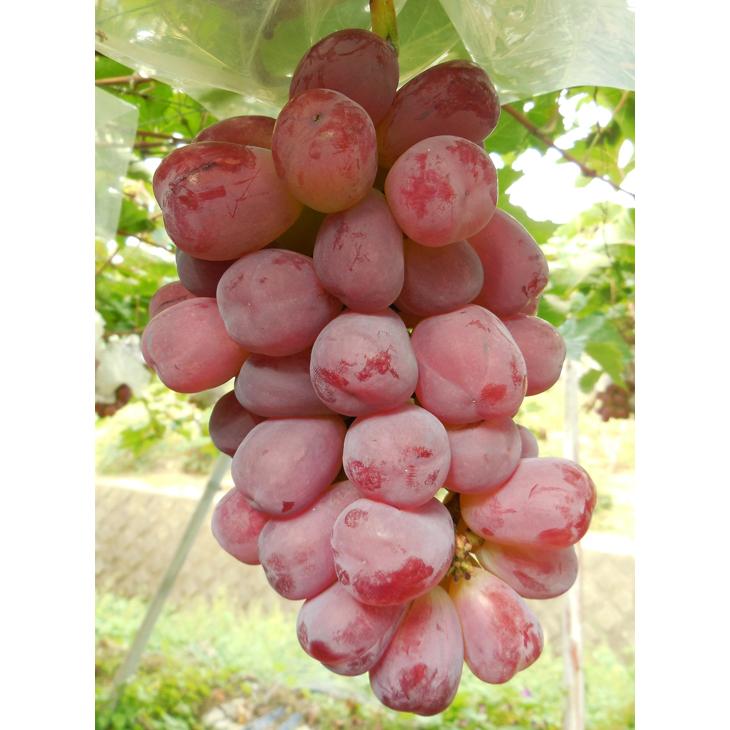 ぶどう 苗木 【バイオレットキング】 1年生 ウイルスフリー 接ぎ木