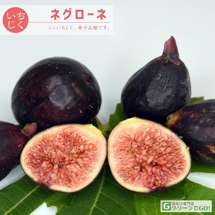 イチジク 苗 【ネグローネ】 1年生 挿し木 ポット苗 : 苗木の イチジク 苗 【ネグローネ】 1年生 挿し木 ポット苗 : 苗木の