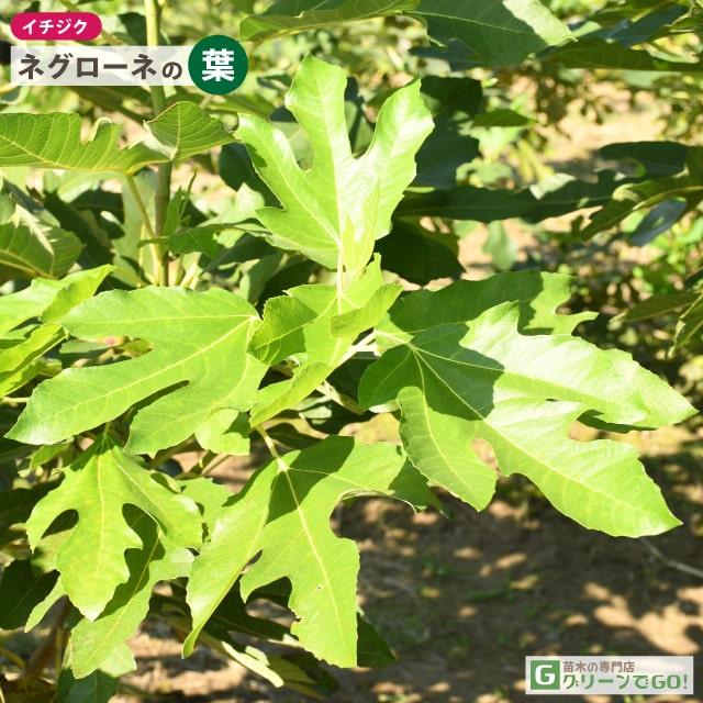 □優良2年生大苗□ イチジク 苗 【ネグローネ】 2年生大苗 挿し木