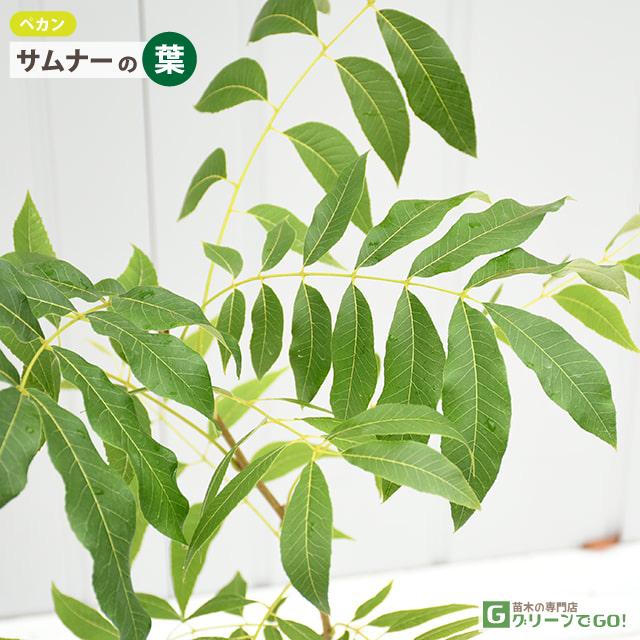 ナッツの木 苗 【ペカン （サムナー）】 接ぎ木苗 : 苗木の専門店