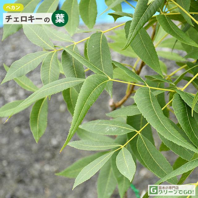ナッツの木 苗 【ペカン （チェロキー）】 接ぎ木苗 : 苗木の専門店