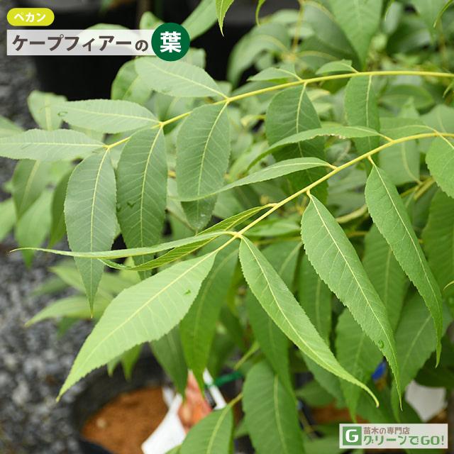 ナッツの木 苗 【ペカン （ケープフィアー）】 接ぎ木苗 : 苗木の専門