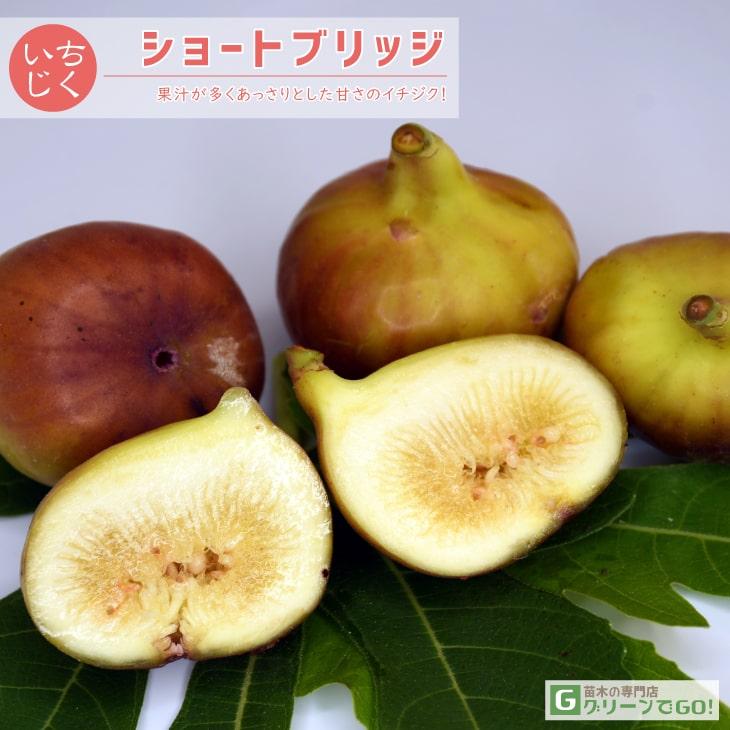 モカモカ様専用イチジク挿し木苗 2品種 【公式通販】