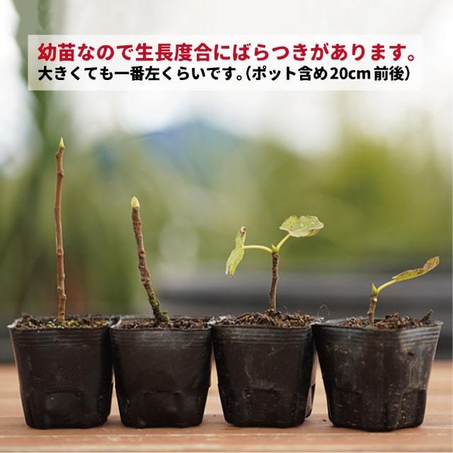 イチジク 苗 【ショートブリッジ】 挿し木 幼苗 : 苗木の専門店