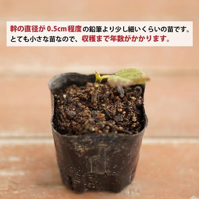 イチジク 苗 【セントジーン】 挿し木 幼苗 : 苗木の専門店 グリーンで