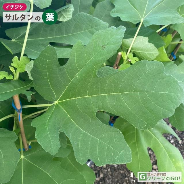 イチジク 苗 【サルタン】 3年生 挿し木 約1.1m 大苗 : 苗木の専門店