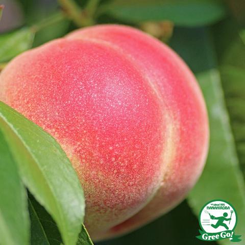 桃 苗木 【武井早生白鳳（タケイワセハクホウ）】 1年生 接ぎ木 ポット