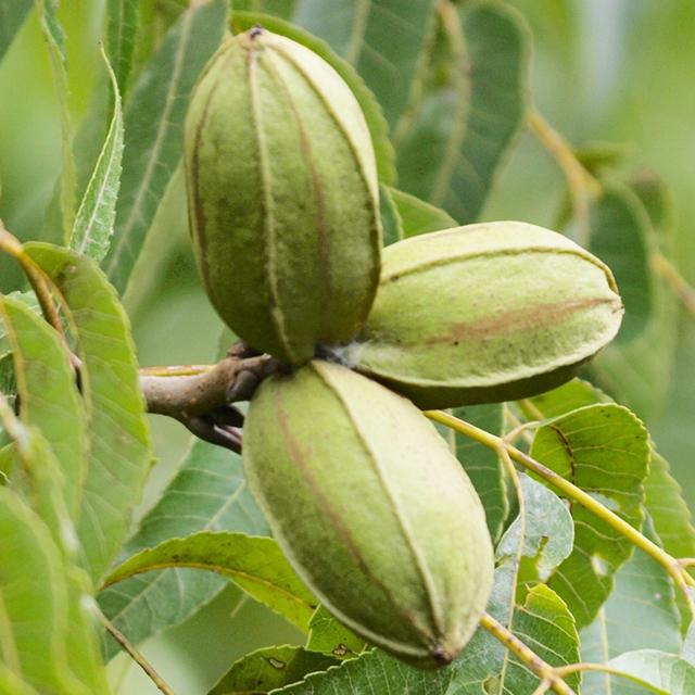 ナッツの木 苗 【ペカン （カンザ）】 接ぎ木苗 : 苗木の専門店