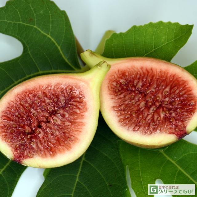 イチジク 苗 【レディーグレイ】 1年生 挿し木 ポット苗 : 苗木
