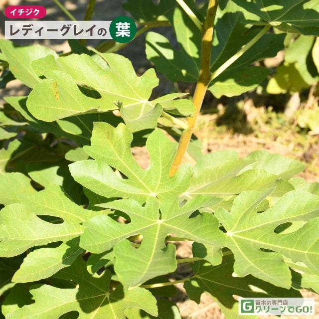 イチジク 苗 【レディーグレイ】 1年生 挿し木 ポット苗 : 苗木の専門