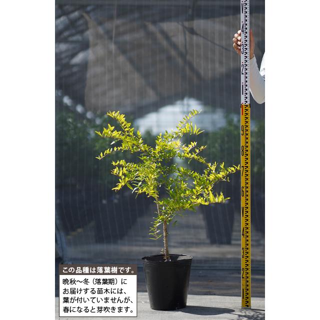 ザクロ 苗 【ワンダフル】 3年生 挿し木 約1.3m 大苗 : 苗木の専門店