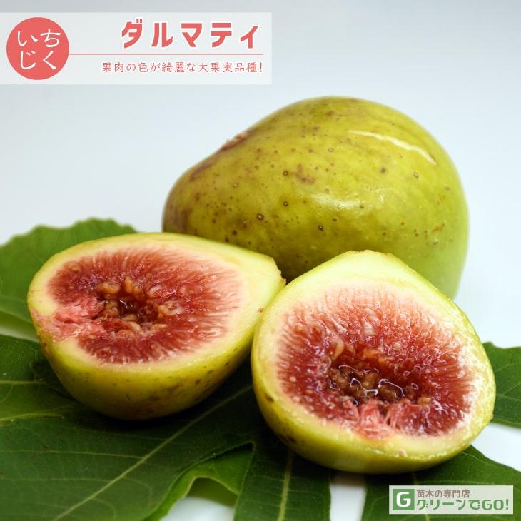 イチジク 苗 【ダルマティ】 1年生 挿し木 ポット苗 : 苗木の専門店