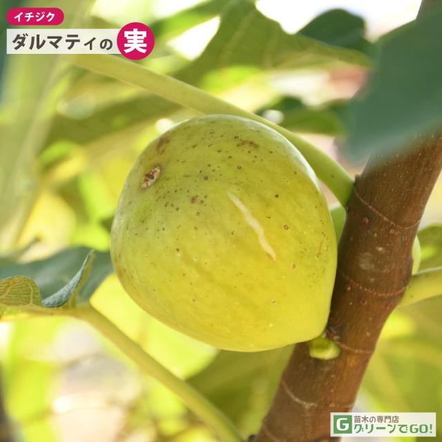 イチジク 苗 【ダルマティ】 1年生 挿し木 ポット苗 : 苗木の専門店