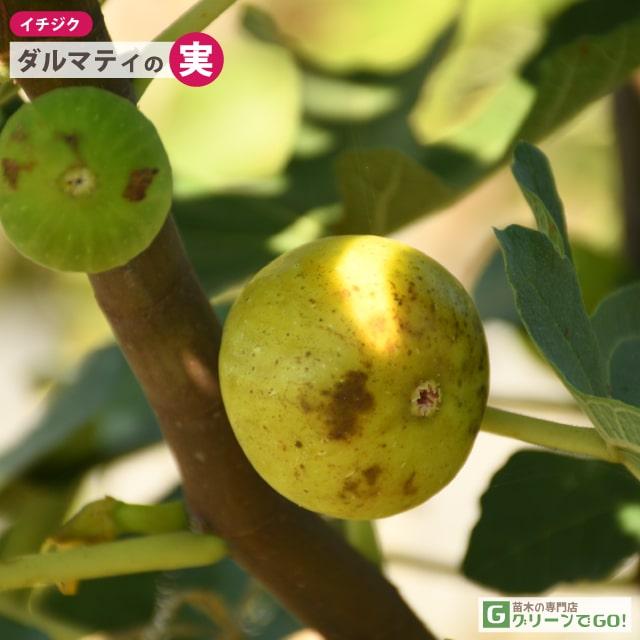 イチジク 苗 【ダルマティ】 1年生 挿し木 ポット苗 : 苗木の専門店