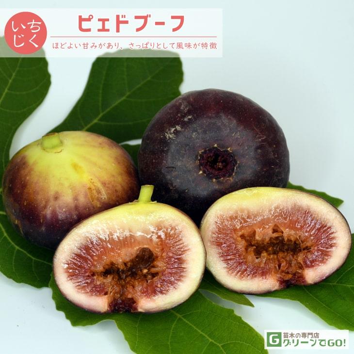 イチジク 苗 【ピェドブーフ】 1年生 挿し木 ポット苗 : 苗木の専門店