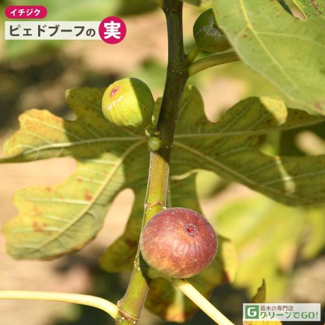 イチジク 苗 【ピェドブーフ】 1年生 挿し木 ポット苗 : 苗木の専門店