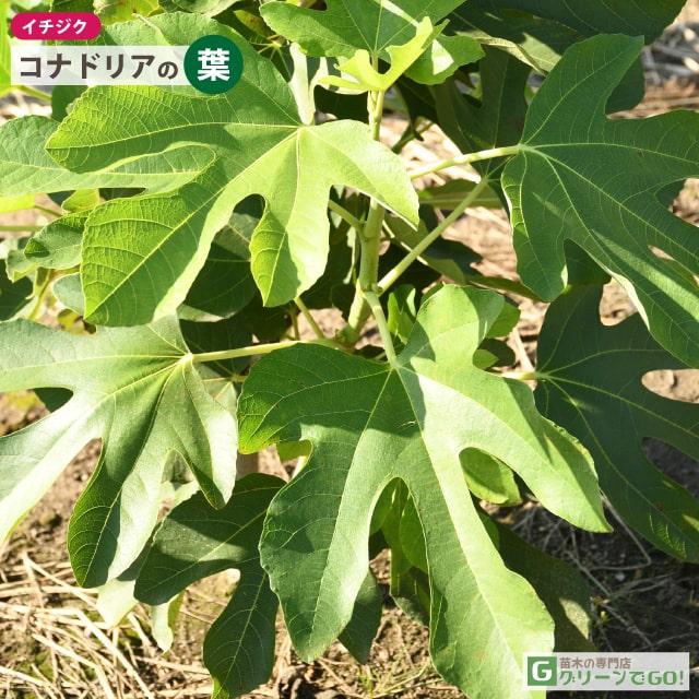 イチジク 苗 【コナドリア】 1年生 挿し木 ポット苗 : 苗木の専門店