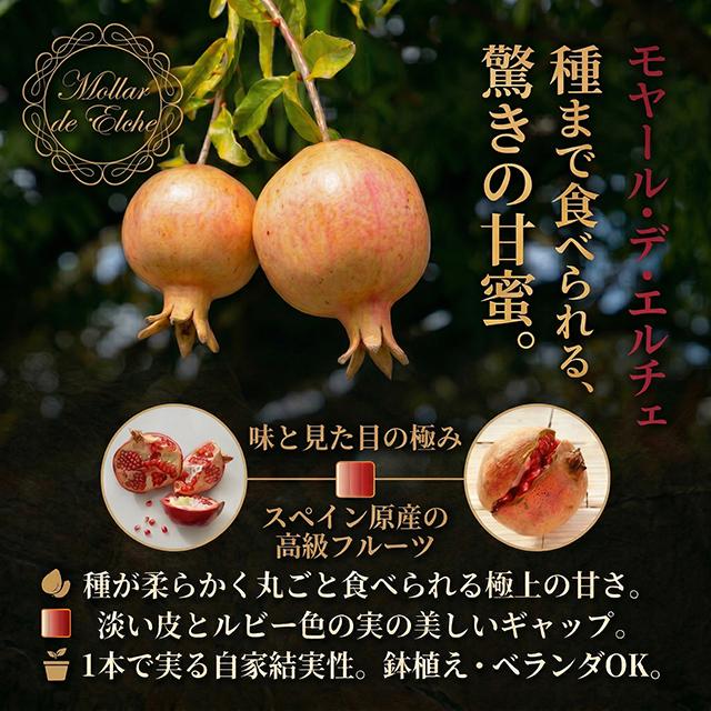ザクロ 苗 【モラール・デ・エルチェ】 挿し木苗 : 苗木の専門店
