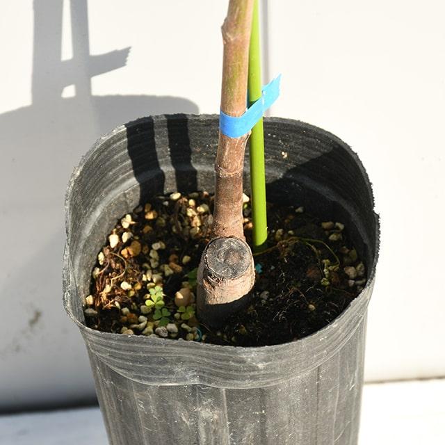 イチジク 苗 【パスティリエ】 1年生 挿し木 ポット苗 : 苗木の専門店