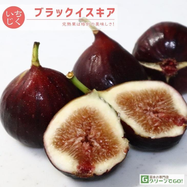 挿木苗 イチジク Amazon.co.jp: イチジク 無花果 苗 苗木【 ショートブリッジ