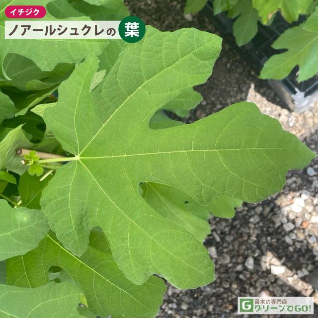 イチジク 苗 【ノアールシュクレ】 1年生 挿し木 ポット苗 : 苗木の