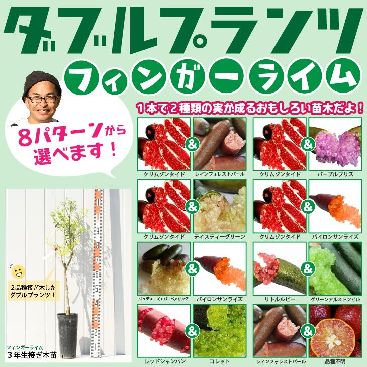 時間指定不可 フィンガーライム 苗木 フィンガーライムのダブルプランツ 3年生 2品種 接ぎ木苗