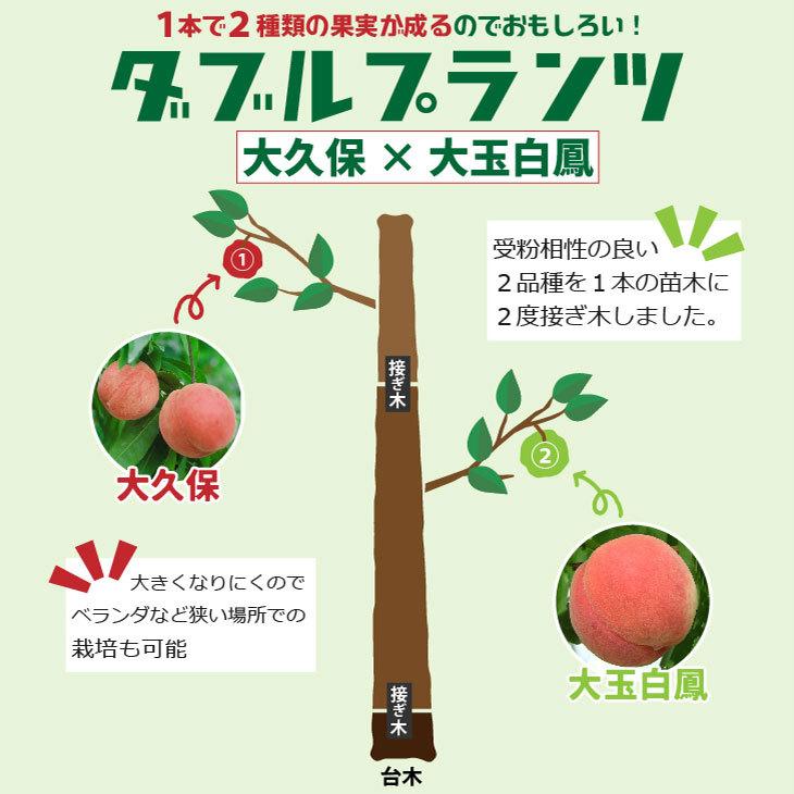 果樹苗 白桃 大久保 白鳳 黄金桃　4本セット約80cm 果樹苗 白桃 大久保 白鳳 黄金桃 4本セット約80cm 果樹苗 白桃 大久保