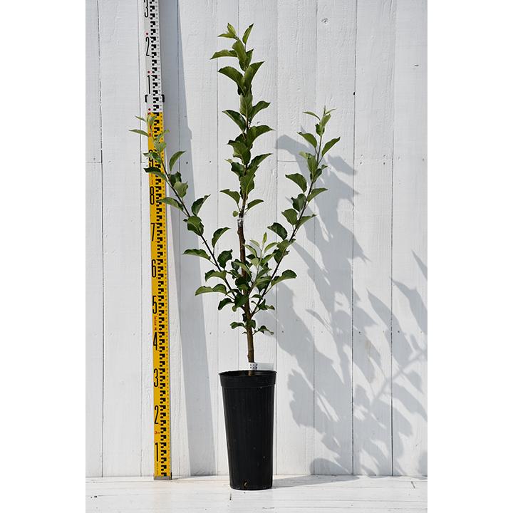 桃 苗木 【ダブルプランツ （上） 大久保 × （下） 大玉白鳳】 2品種