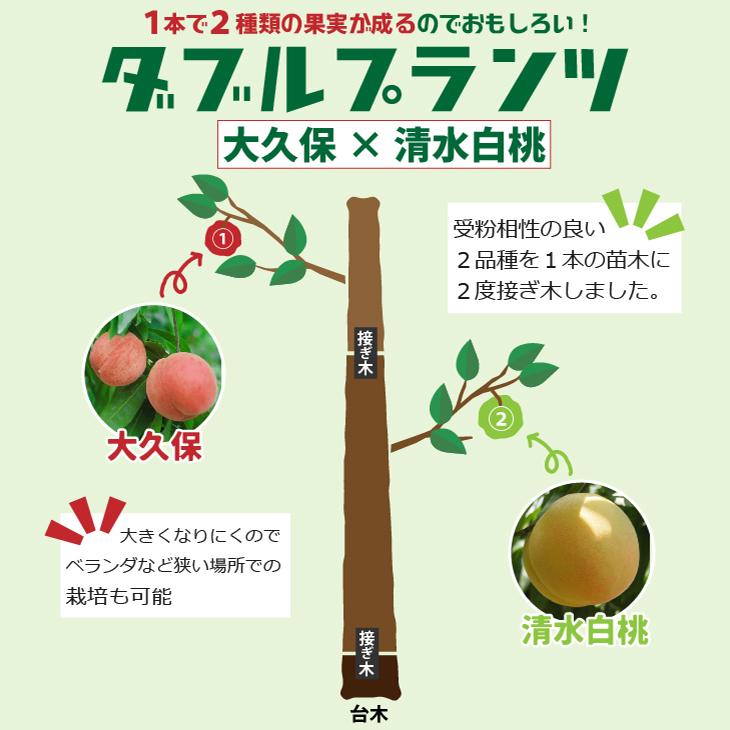 桃 苗木 最大70%OFFクーポン ダブルプランツ 上 大久保 接ぎ木苗 2品種 清水白桃 × 下 100％の保証