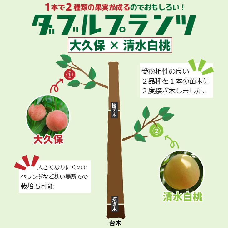 桃 苗木 【ダブルプランツ （上） 大久保 × （下） 清水白桃】 2品種