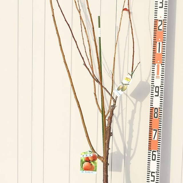 スモモ プラム 苗木 【ダブルプランツ （上） ソルダム × （下