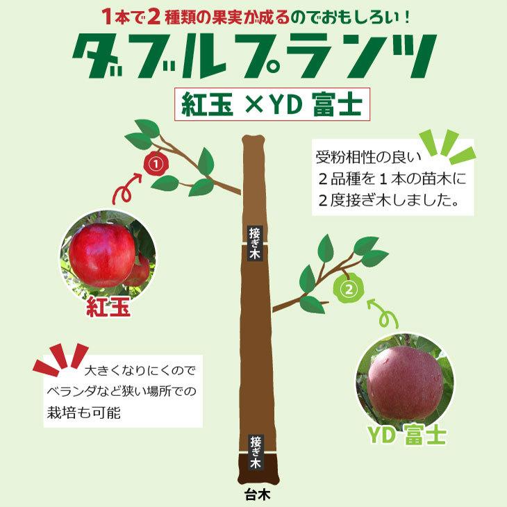 りんご 苗木 【ダブルプランツ （上） 紅玉 （こうぎょく） × （下
