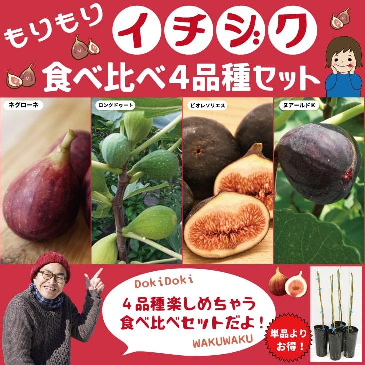 イチジク 苗 イチジク もりもり食べ比べ4品種セット 1年生挿し木苗 4品種 Tn01 Morimori4set 01 苗木の専門店 グリーンでgo 通販 Yahoo ショッピング