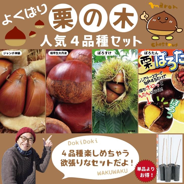 本数限定】 栗 苗木 【よくばり栗の木 人気4品種セット】1年生 接ぎ木 