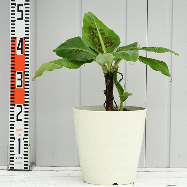 ◇送料無料◇ バナナ 苗 【鉢色が選べる ドワーフ モンキー