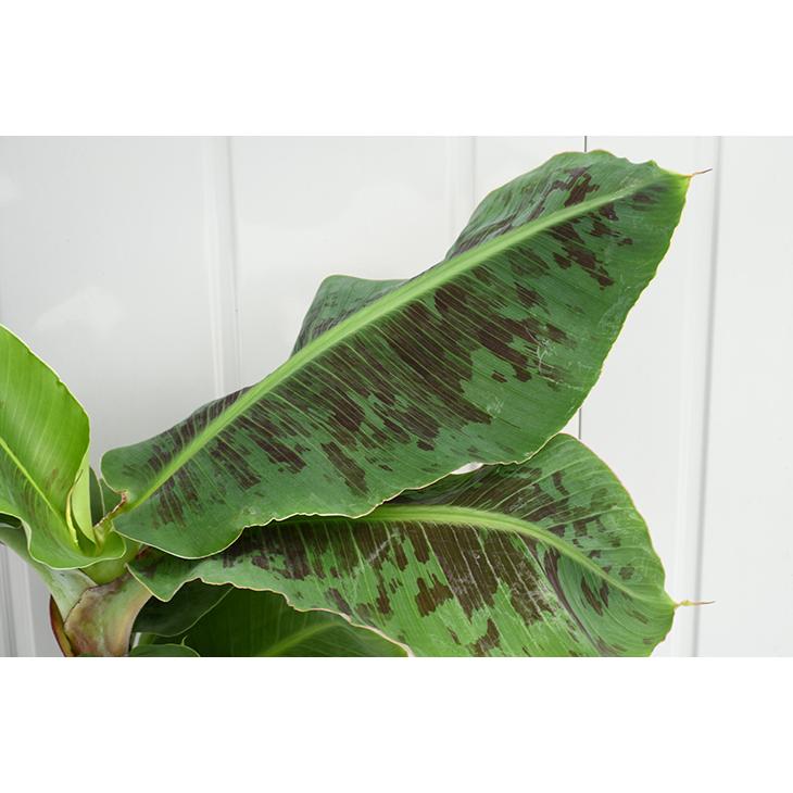 バナナ 苗 鉢色が選べる 矮性バナナ ドワーフ モンキーバナナ鉢植え 大株苗 フレグラー30型鉢植え 受け皿 化成肥料2kg付き Tn02 001nset 02 苗木の専門店 グリーンでgo 通販 Yahoo ショッピング