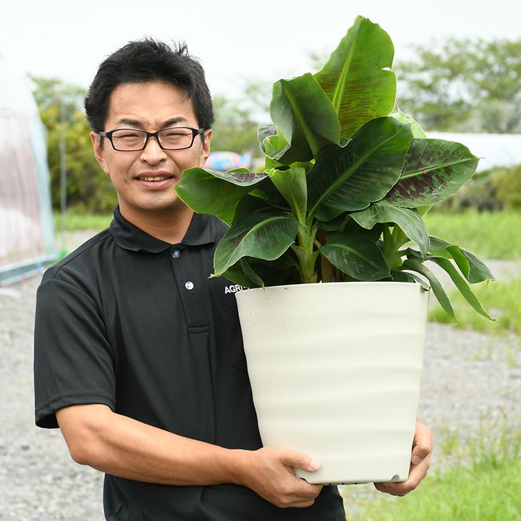 バナナ 苗 鉢色が選べる 矮性バナナ ドワーフ モンキーバナナ鉢植え 大株苗 フレグラー30型鉢植え 受け皿 化成肥料2kg付き Tn02 001nset 02 苗木の専門店 グリーンでgo 通販 Yahoo ショッピング