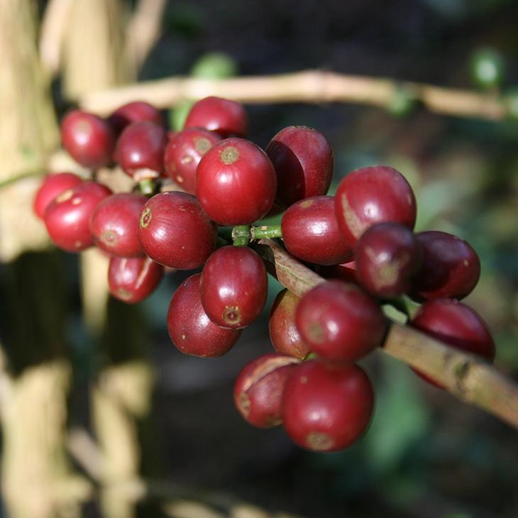 コーヒーの木 苗 【ブルーマウンテン】 2年生 実生 プラスチック鉢植え