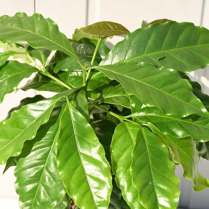 コーヒーの木 苗 【ブルーマウンテン】 2年生 実生 プラスチック鉢植え