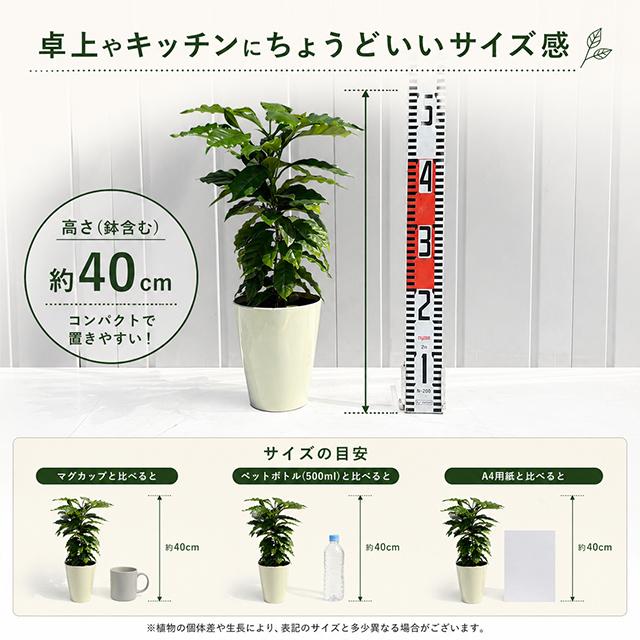 コーヒーの木 苗 【ブルーマウンテン】 2年生 実生 プラスチック鉢植え