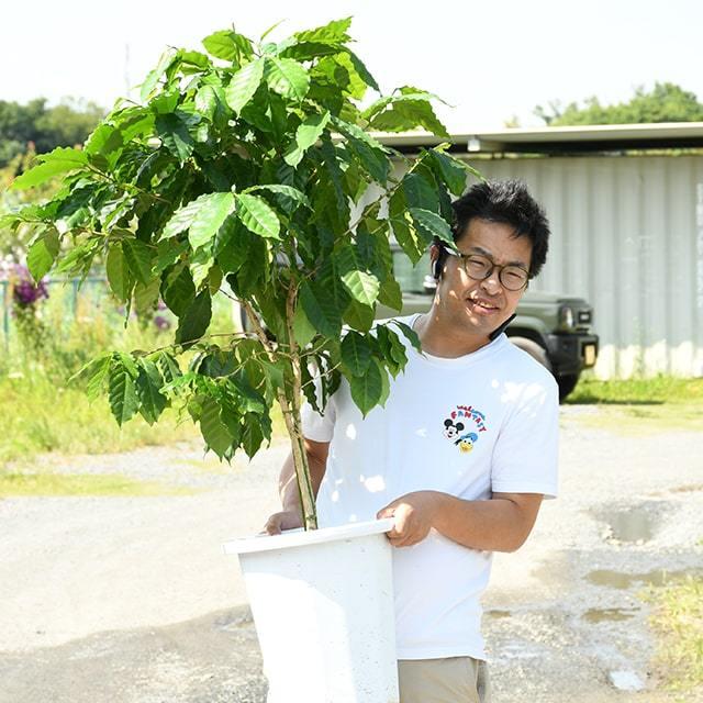コーヒーの木 苗 【ブルーマウンテン】 約1.2m 実生 プラスチック