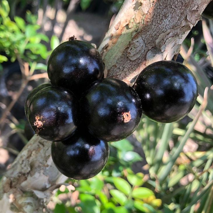 ジャボチカバ 苗 【四季成り 大実 ジャボチカバ】 ポット苗 : 苗木の