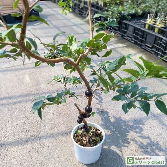 ジャボチカバ 苗 【大葉 四季成り性 ジャボチカバ】 3年生