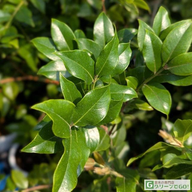 ジャボチカバ　開花株　大葉系 ジャボチカバ 開花株 大葉系