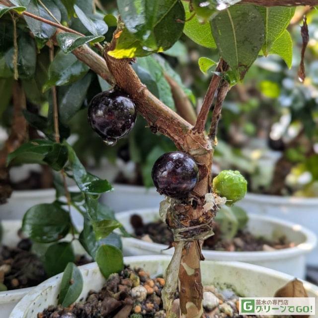 ジャボチカバ 苗 【大葉 四季成り性 ジャボチカバ】 3年生