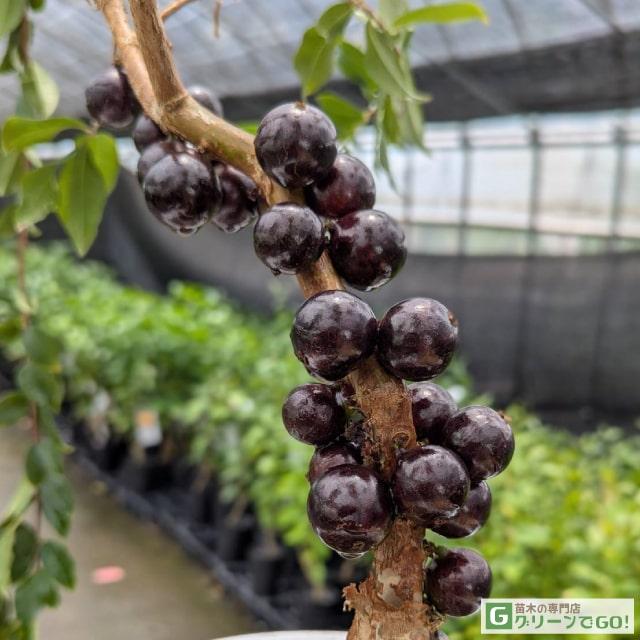 ジャボチカバ　大葉種 ジャボチカバ ジャボチカバ 大葉系の特徴と育て方