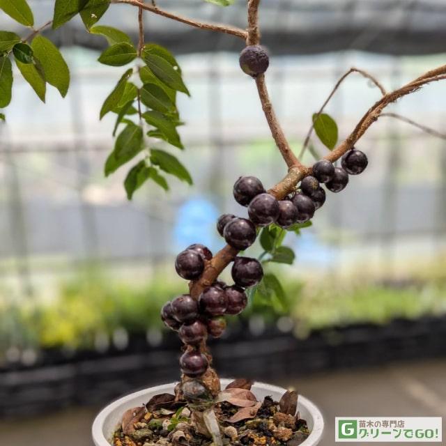 ジャボチカバ 苗 【大葉 四季成り性 ジャボチカバ】 3年生