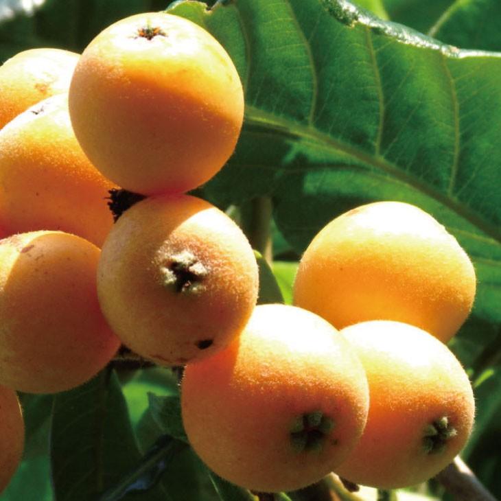 ビワ 苗 大実 クイーン長崎 2年生 接ぎ木 大苗 スリット鉢植え Tn02 011t002 01 苗木の専門店 グリーンでgo 通販 Yahoo ショッピング