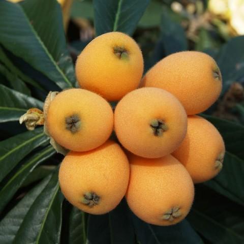 ⭕️№①枇杷の苗木2年生:実生:高さ約40cm.土＆鉢付き『枇杷茶⇒楽しみ‼️』 □優良2年生大苗□ ビワ 苗 【茂木 （もぎ）】 2年生大苗 接ぎ木