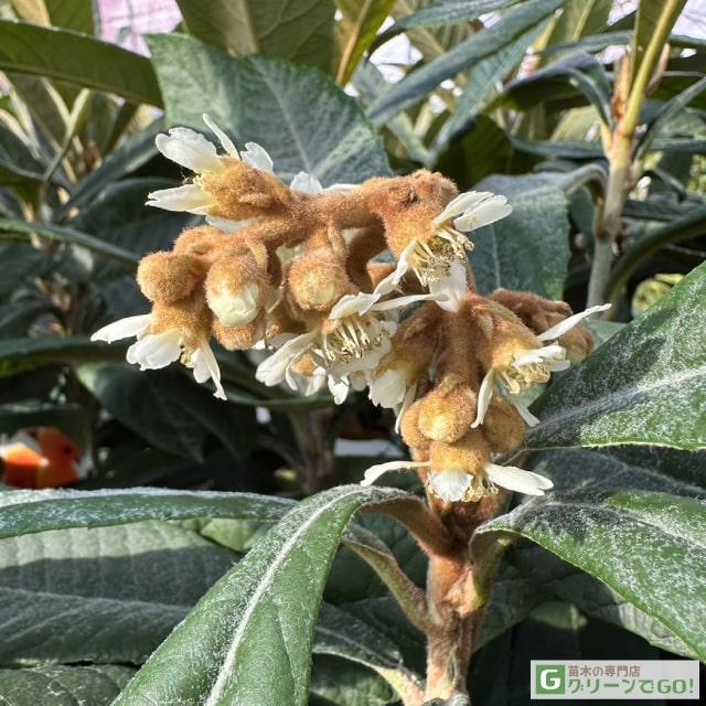 □優良2年生大苗□ ビワ 苗 【茂木 （もぎ）】 2年生大苗 接ぎ木